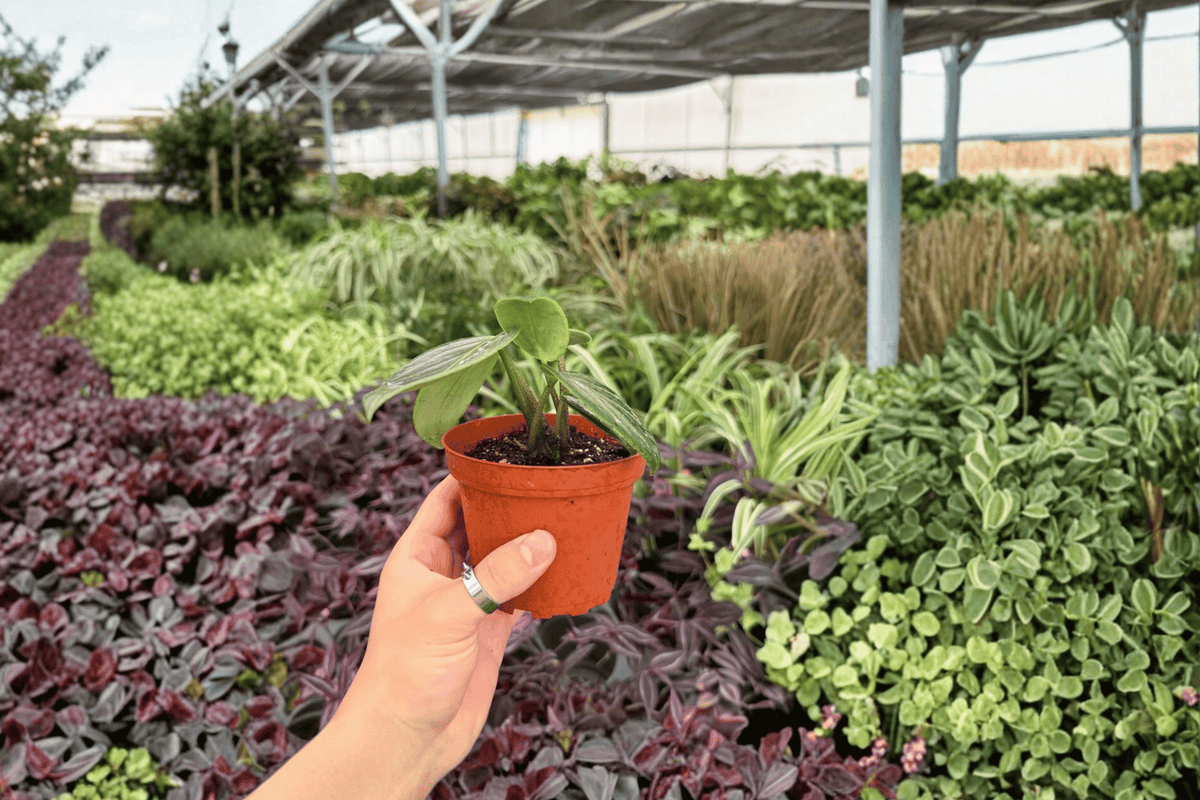 Peperomia maculosa | 2 Live Plants in 4-Inch Pots – Shipped Potted