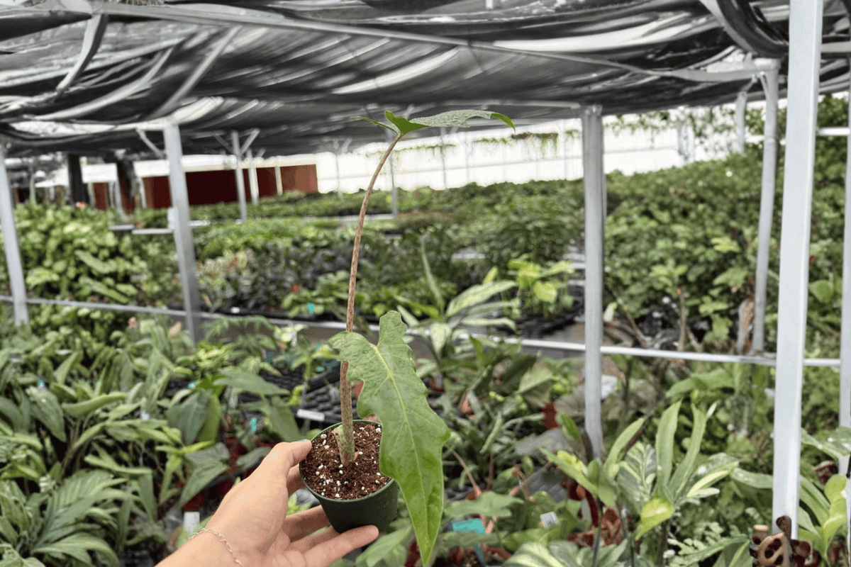 Alocasia Boa Starter Plants (2) | Bare-Root 2-Inch Nursery Pot Size