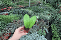 Hoya Callistophylla – 2 Live Starter Plants (2-Inch) | Starter Size, Indoor Climber