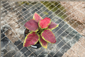 Aglaonema Pink Emerald Live Plant | Starter Cutting - Chinese Evergreen