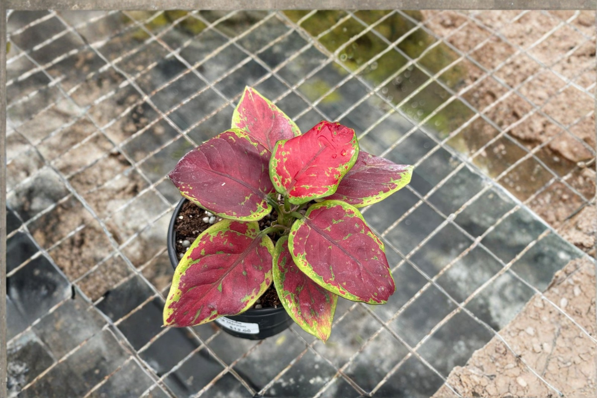 Aglaonema Pink Emerald Live Plant | Starter Cutting - Chinese Evergreen