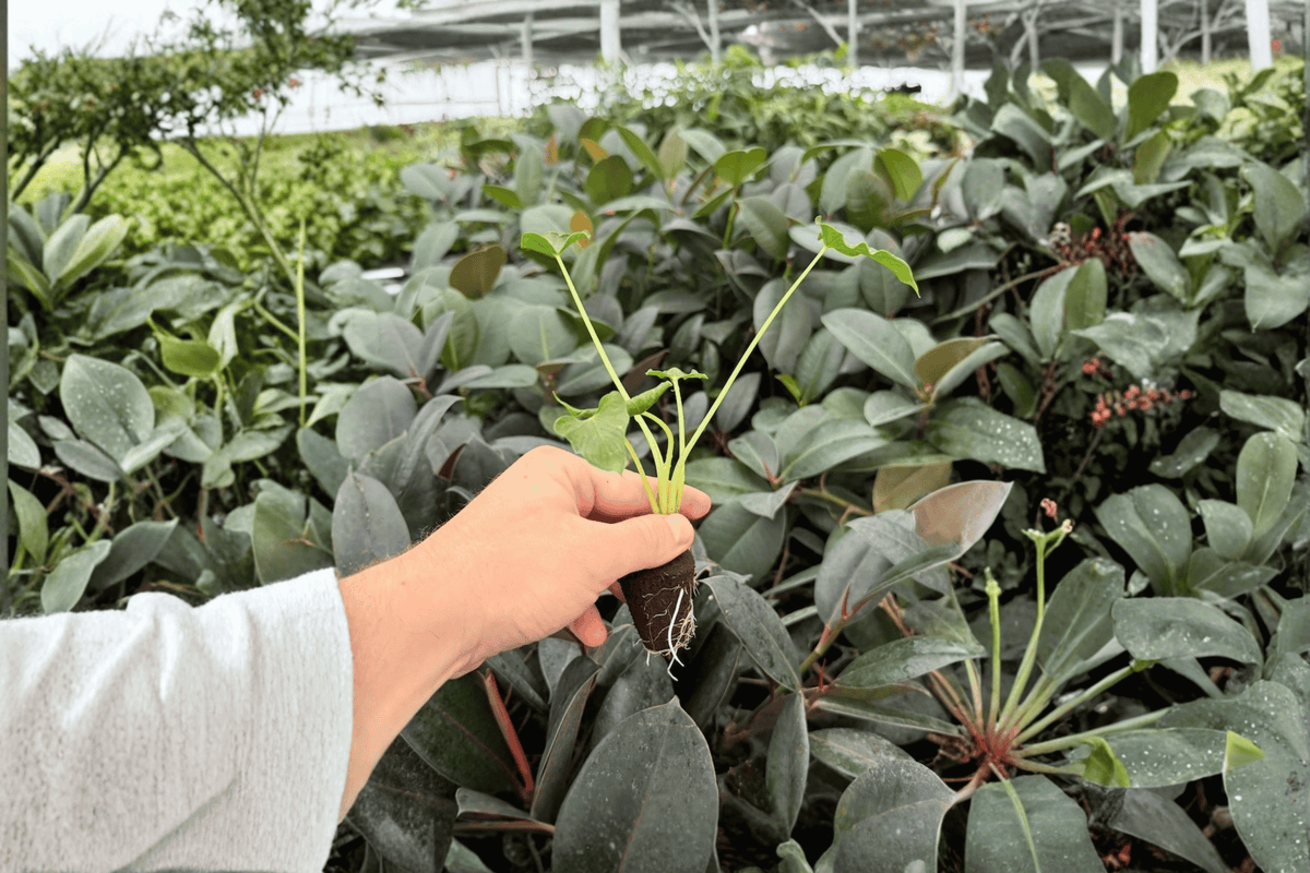 Alocasia Triangularis | 2 Live Starter Plants