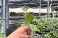 Marble Green Peperomia Starter Plants (2) – Variegated Peperomia albomarginata