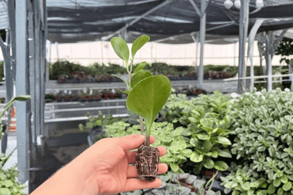 Marble Green Peperomia Starter Plants (2) – Variegated Peperomia albomarginata