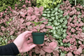 Anthurium Brownii - 2 Live Starter Plants in Soil Pod (2-Inch Format)