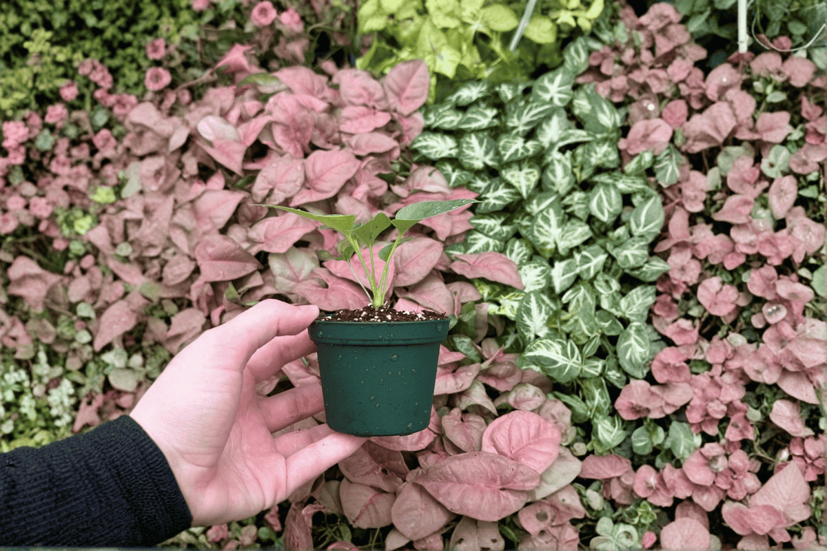 Anthurium Brownii - 2 Live Starter Plants in Soil Pod (2-Inch Format)