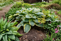 Gigantosaurus Hosta 3-Inch Pot Starter Plant | Green Large-Leaf Shade Perennial