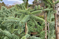 Spanish Fir Kelleris Abies pinsapo – 12-Inch, 1-Gallon Live Plant (Blue-Green Foliage) - Ornamental Evergreen