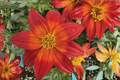 Bidens Smile Dark Red Beggarticks Live Plant - 4-inch Pot