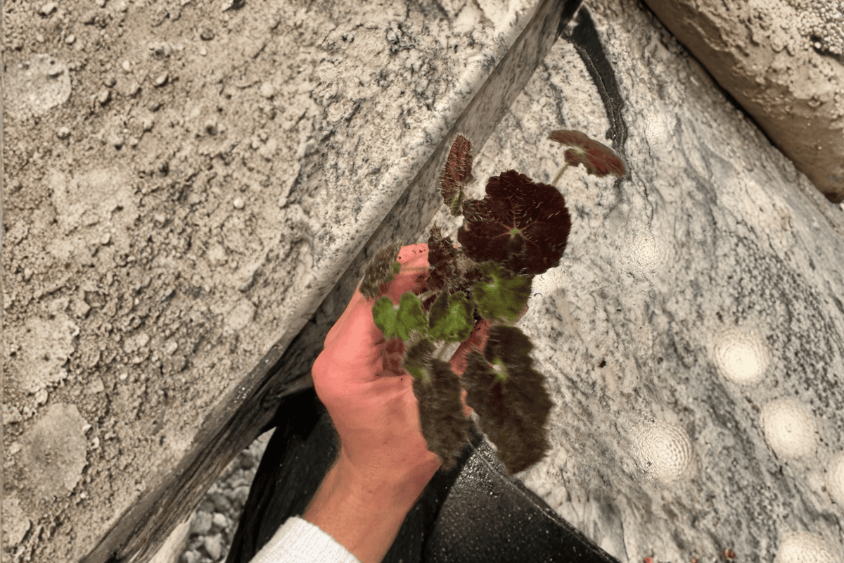 Night Eyes Begonia - 2 Live Starter Plants in Soil Pods