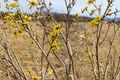 Early Bird Witch Hazel Live Plant - 15 Inch 1-Year Graft Hamamelis x intermedia Yellow Winter Bloom