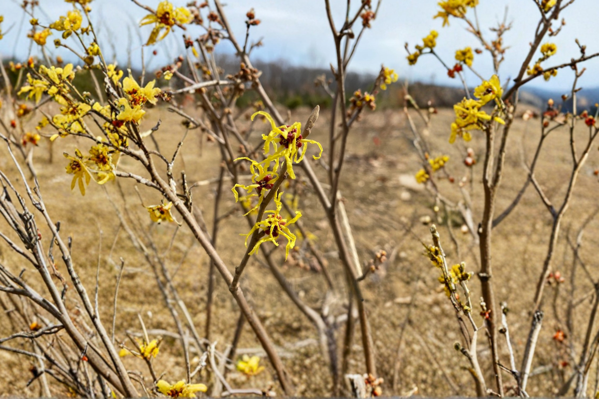 Early Bird Witch Hazel Live Plant - 15 Inch 1-Year Graft Hamamelis x intermedia Yellow Winter Bloom