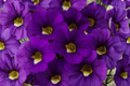 Calitastic Violaceous Million Bells Calibrachoa Hybrid 4-Inch Pot