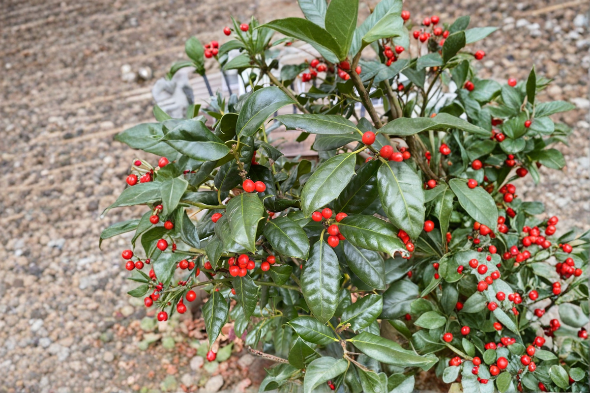Nellie R. Stevens Holly 12-Inch Live Plant in 1-Gallon Pot