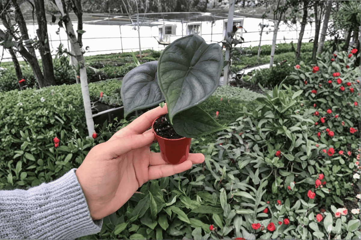 Alocasia baginda 'Dragon Scale' Starter Plants - 2 Live Bare Root Plants (2-Inch Pot Grown, Not Rooted)