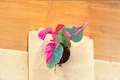 Alternanthera Party Time Live Plant Starter Cutting – Pink Foliage