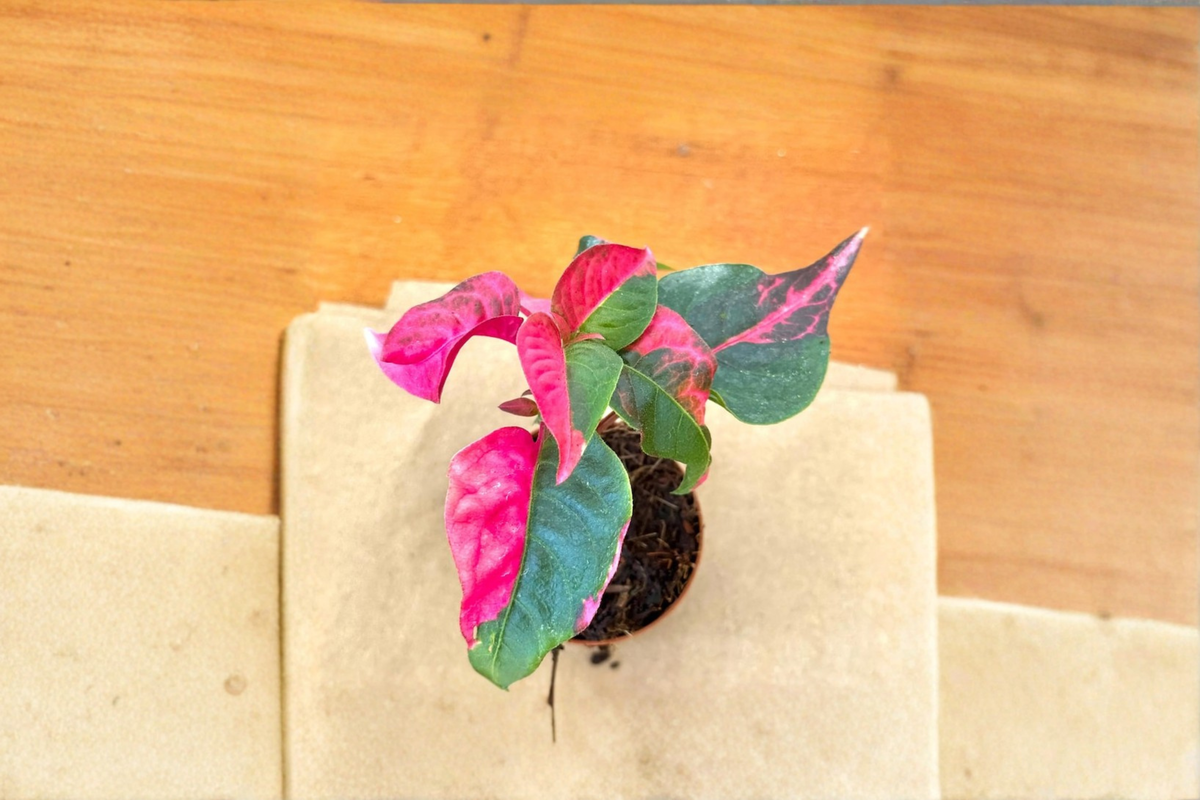 Alternanthera Party Time Live Plant Starter Cutting – Pink Foliage