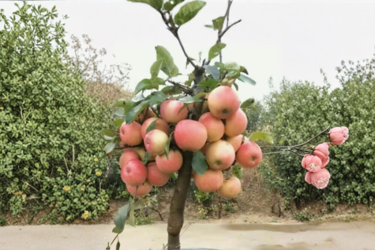 Dwarf Gala Apple Tree Seeds (10 Seeds) - Compact Malus domestica for Home Gardens