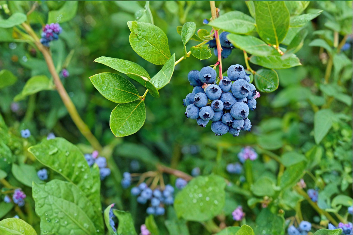 Austin Blueberry Plant - 4-6 ft Live Bush, Fruit Producing, Full Sun