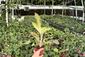 Aglaonema Red Panama Live Plants – 4" Pot (2-Pack), Fully Established Roots