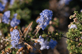 Carmel Creeper California Lilac - Ceanothus griseus var. horizontalis ‘Carmel Creeper’ | 4-Inch Live Plant