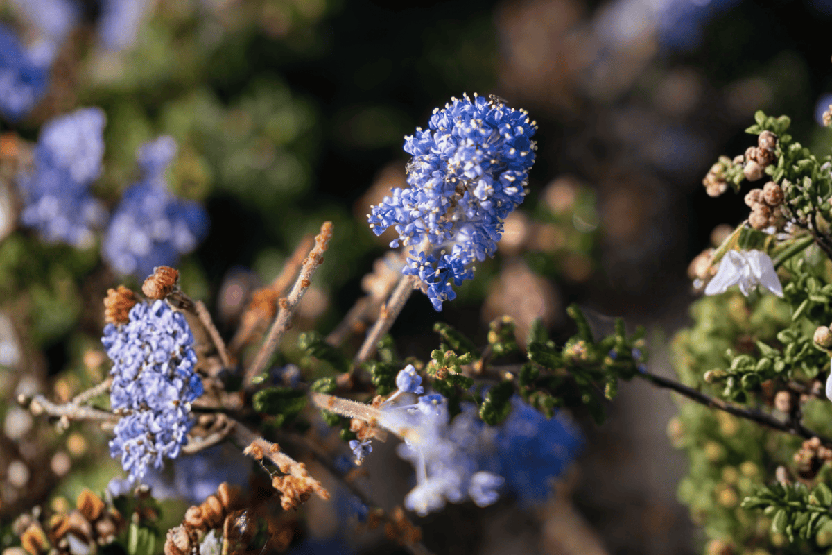 Carmel Creeper California Lilac - Ceanothus griseus var. horizontalis ‘Carmel Creeper’ | 4-Inch Live Plant