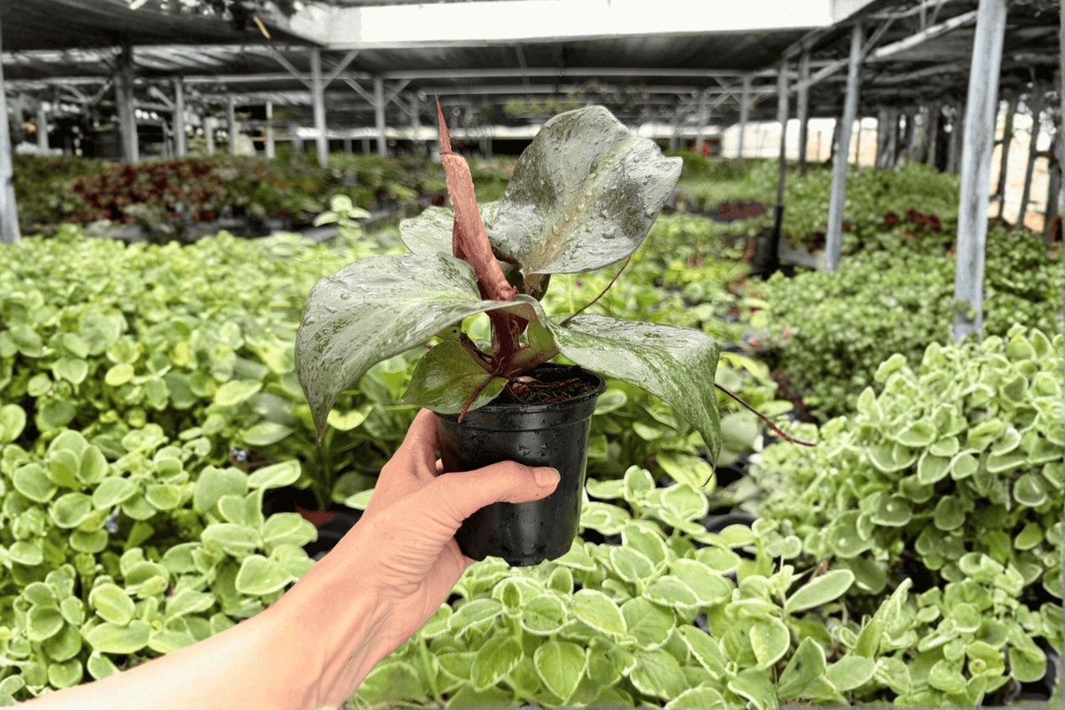 Philodendron Red Heart - 2 Exact Live Plants in 4-Inch Pots