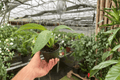 Philodendron panduriforme Live Plants — 2 Plants in 4-Inch Pots