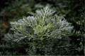 Canyon Gray Trailing Sagebrush (Artemisia californica ‘Canyon Gray’) - 4-Inch Live Plant