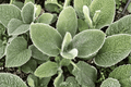 Big Ears Lamb’s Ear Stachys byzantina ‘Big Ears’ – 4-Inch Live Plant