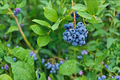 Tifblue Blueberry Plant 4-6 ft Live Bush Vaccinium ashei - Sweet Blueberries