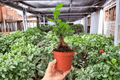 Ficus Ginseng 2 Live Plants in 4-Inch Pots | Ficus microcarpa ‘Ginseng’