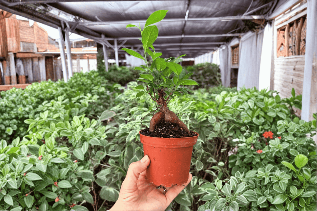 Ficus Ginseng 2 Live Plants in 4-Inch Pots | Ficus microcarpa ‘Ginseng’