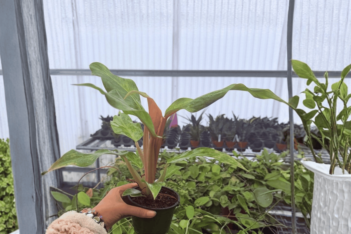 Philodendron Orange Marmalade - 2 Bare Root Live Plants in 4-Inch Pots