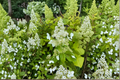 Hydrangea Kyushu (Hydrangea paniculata) 1 Gallon Live Plant – White Panicle Blooms