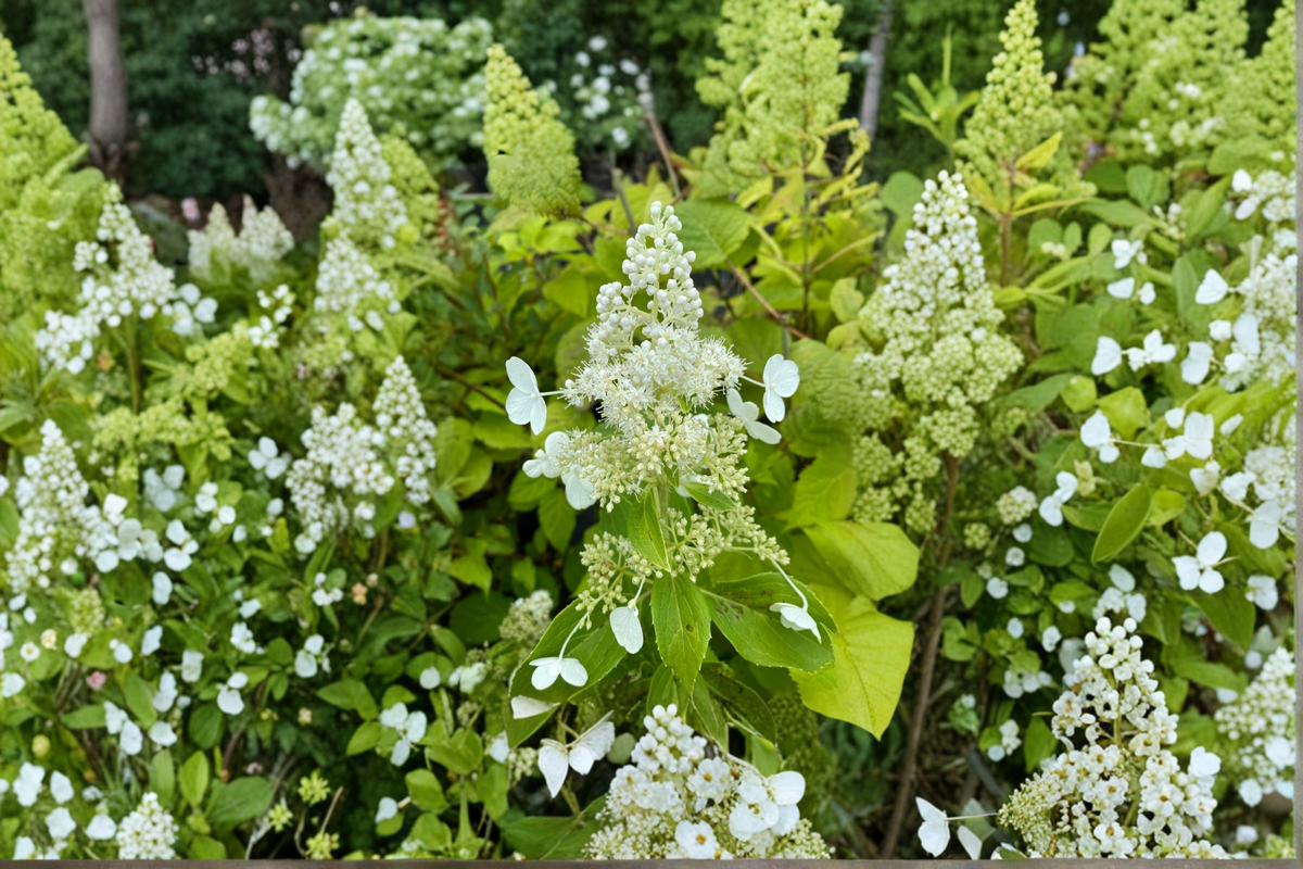 Hydrangea Kyushu (Hydrangea paniculata) 1 Gallon Live Plant – White Panicle Blooms