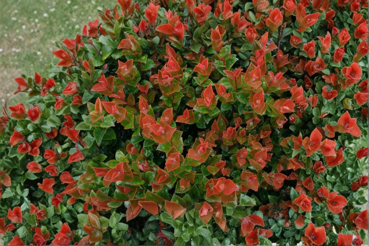 Scarlet Ovation Evergreen Huckleberry - 1 Gallon Live Plant, 8-10" - Vaccinium ovatum