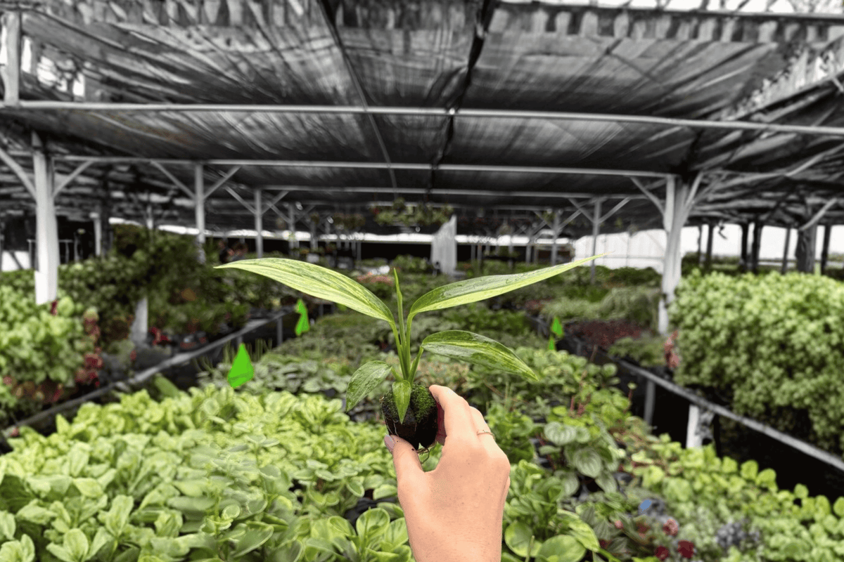 Variegated Epipremnum Amplissimum - 2 Live Starter Plants (Not Fully Rooted)