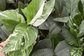Epipremnum Pinnatum Albo - 2 Bare Root 4-inch Live Plants
