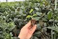 Anthurium Magnificum x Silver Blush Starter Plants in Plugs — 2 Exact Live Plants
