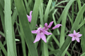 Society Garlic Live Plant Tulbaghia violacea – 4-Inch Pot