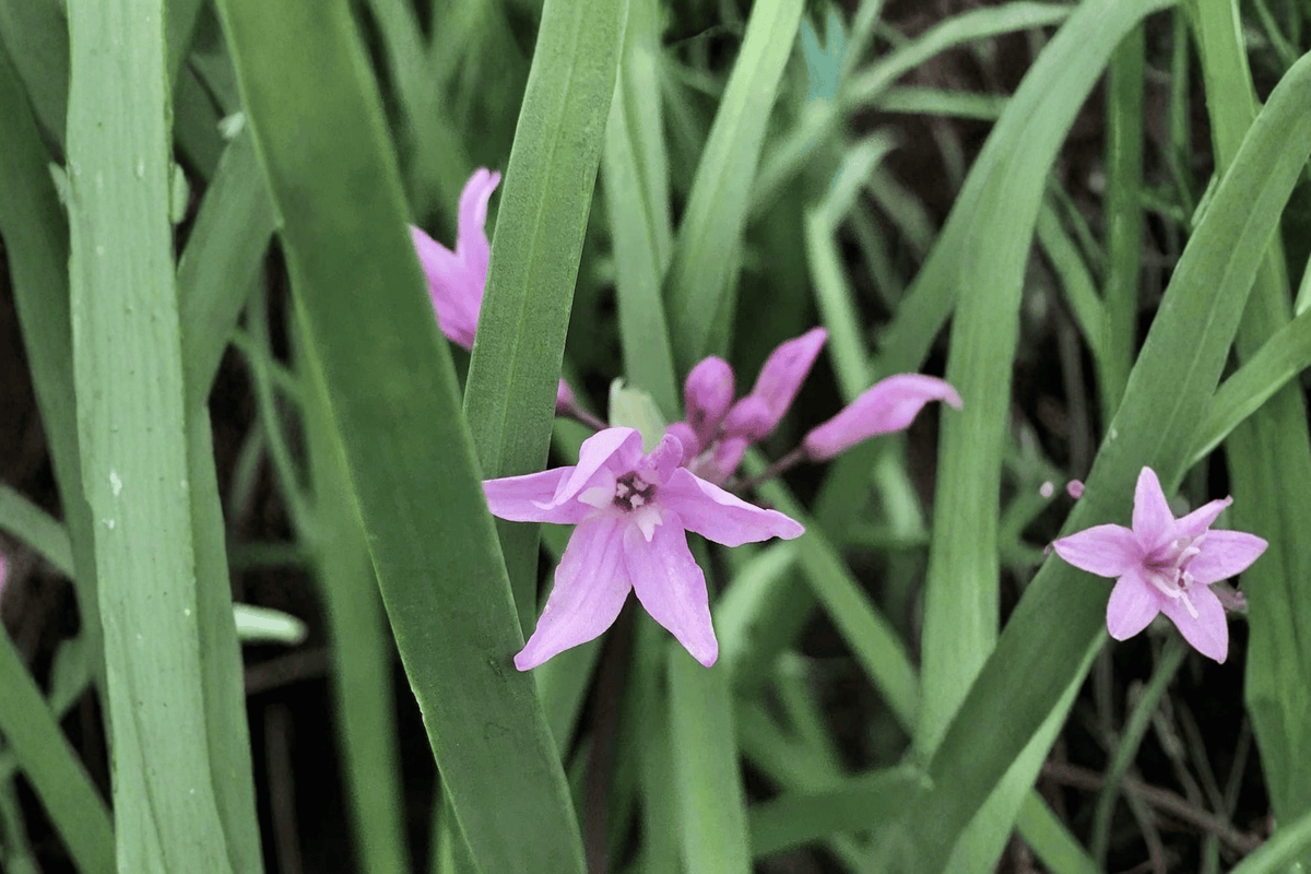 Society Garlic Live Plant Tulbaghia violacea – 4-Inch Pot