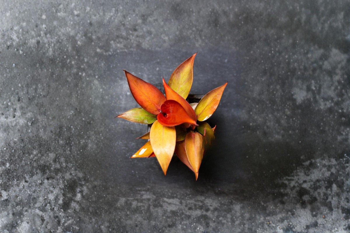 Philodendron Red Sun Live Plant - 2-Inch Pot Starter