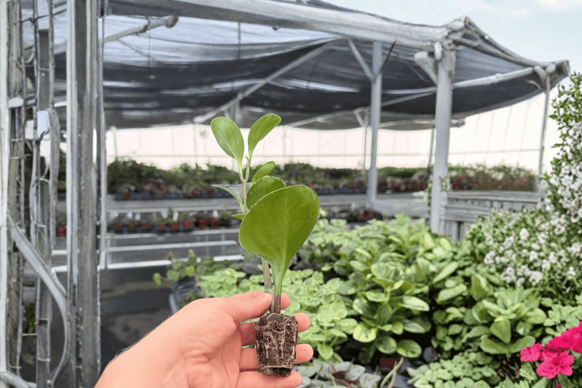 Marble Green Peperomia Obtusifolia Albomarginata - 2 Starter Plants (2-inch Pots)