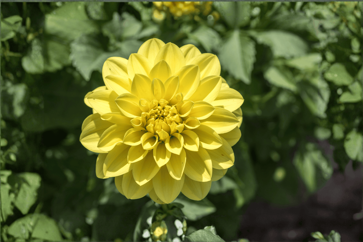 Cherie Lemon Dahlia (Dahlia variabilis) Live Plant - 4-Inch Pot