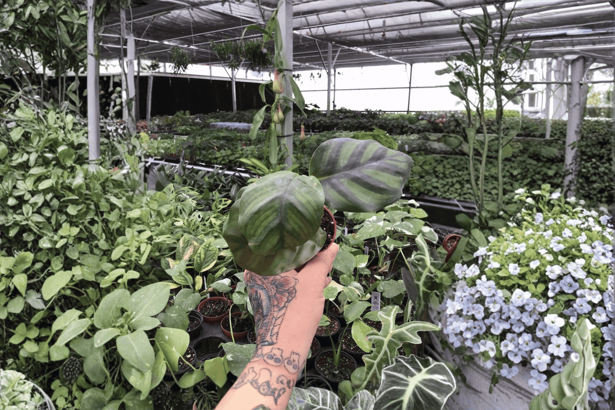 Calathea Fasciata Rotundifolia Starter Plants (Goeppertia fasciata) - 2 Live Plants, 2-Inch Starter Size