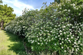 Mohican Viburnum (Viburnum lantana ‘Mohican’) 4-Inch Pot Live Plant