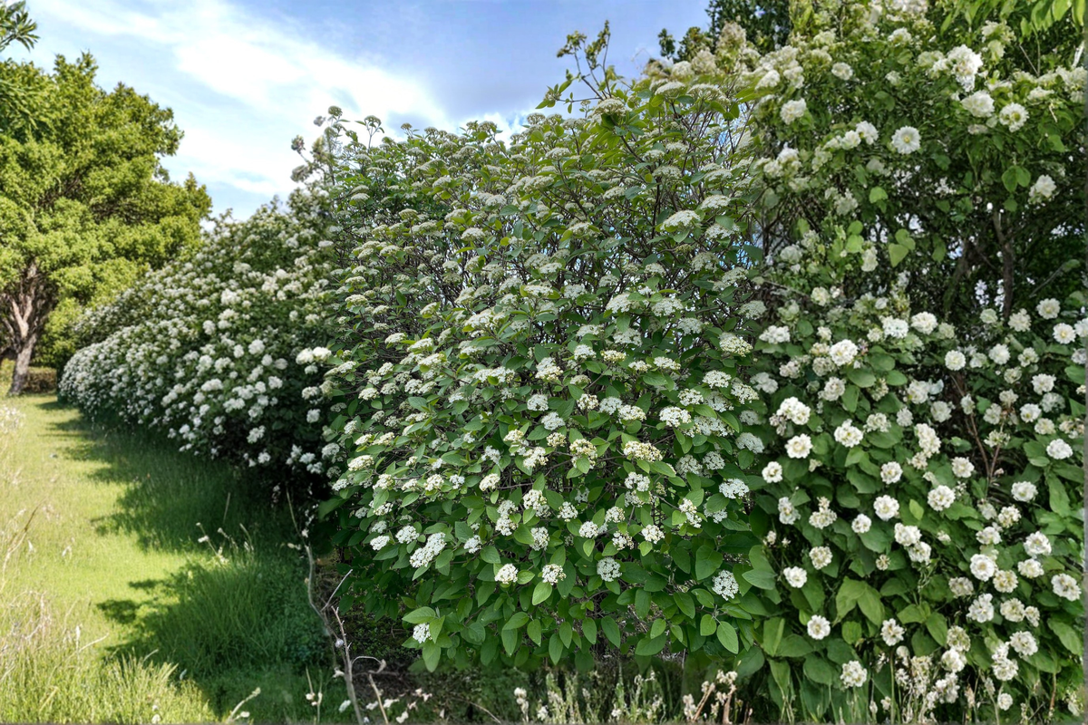 Mohican Viburnum (Viburnum lantana ‘Mohican’) 4-Inch Pot Live Plant