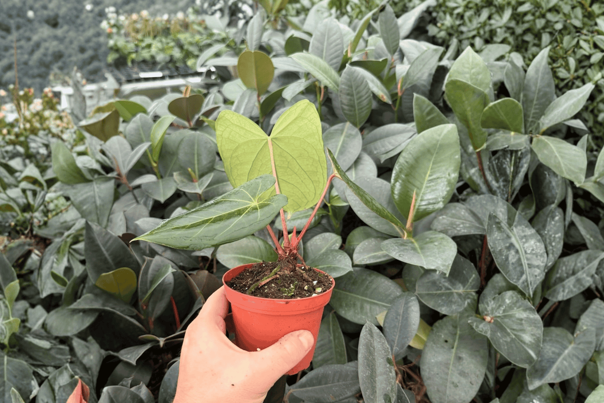 Anthurium Xone × Dressleri – 2 Exact Live Plants, 4-Inch Pot Bare Root