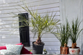 Pindo Palm Butia odorata - 3 Gallon Live Palm Tree for Landscape or Patio
